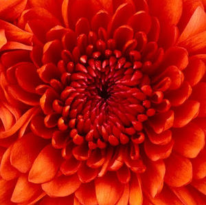 Meet your Posher, Dk